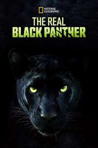 The Real Black Panther Reviews Where to Watch Movie Online